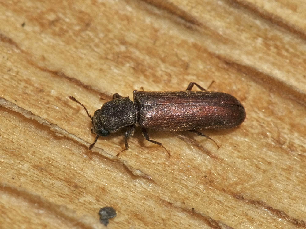 Lyctus brunneus (cf.)